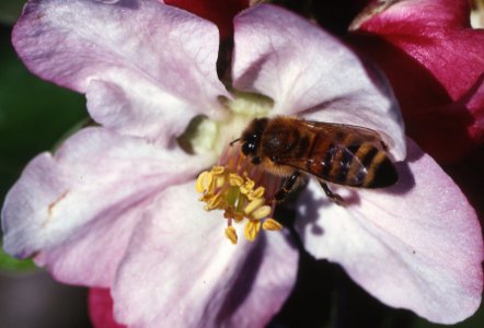 Bee_on_Flower